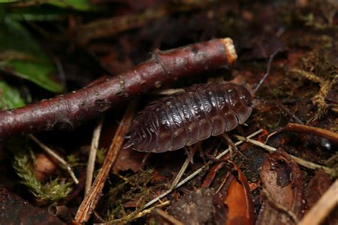 Woodlouse | Closeup of a woodlouse | Jay Sam | Flickr