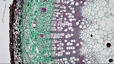 Cortex in Plants | Overview & Function - Video & Lesson Transcript | Study.com