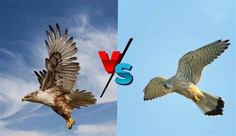 Hawks vs Falcons: What's the Difference? - Thayerbirding