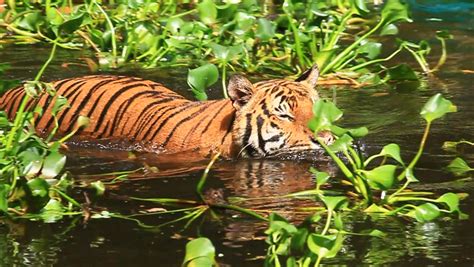 Tiger Swimming In Water With Aquatic Plants Stock Footage Video ...