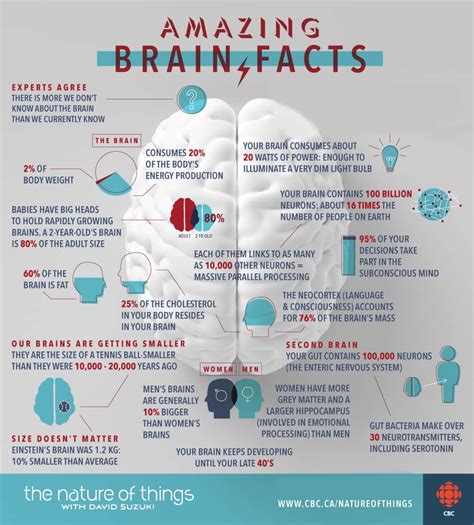 Amazing Brain Facts | Nature of Things