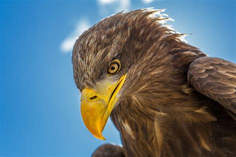 eagle, Bird, Head, Beak, Predator Wallpapers HD / Desktop and Mobile Backgrounds