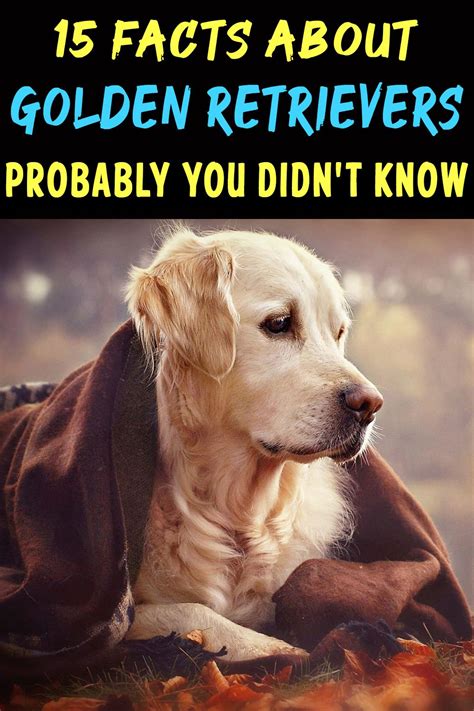 15 Facts About Golden Retrievers Probably You Didn’t Know | Golden retriever facts, Dog facts ...