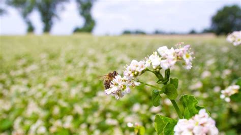 The Best Wildflowers For Honey Bees