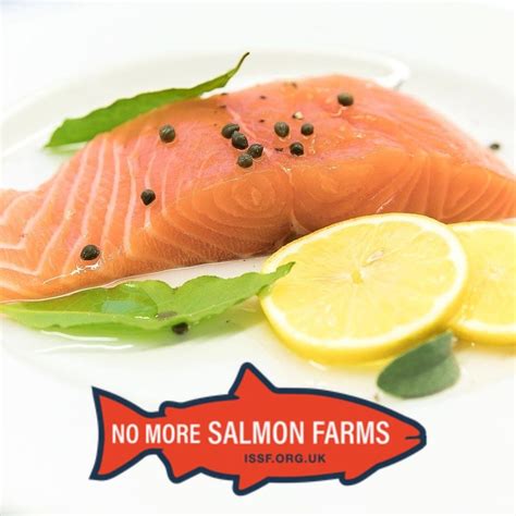 Inside Scottish Salmon Feedlots