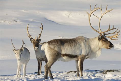 Reindeer | An ancient presence in the Norwegian mountains