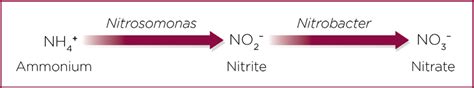 Nitrification process in the soil. | Download Scientific Diagram