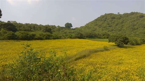 Medicinal Use Of Niger - A Wonder Oilseed Crop | SocialDhara