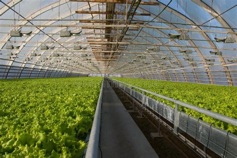 Greenhouse lettuce stock image. Image of efficiency, engineering - 34196265