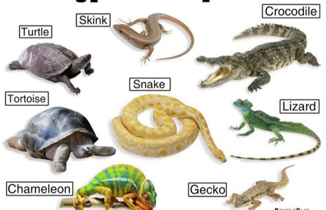 15 Difference Between Amphibian And Reptile (With Examples & Pictures ...