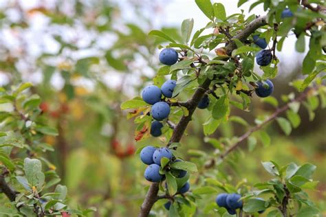 Discover the Top 13 Blueberry Varieties for Your Home Garden