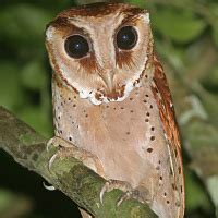 Oriental Bay Owl (Phodilus badius) - Information, Pictures, Sounds ...