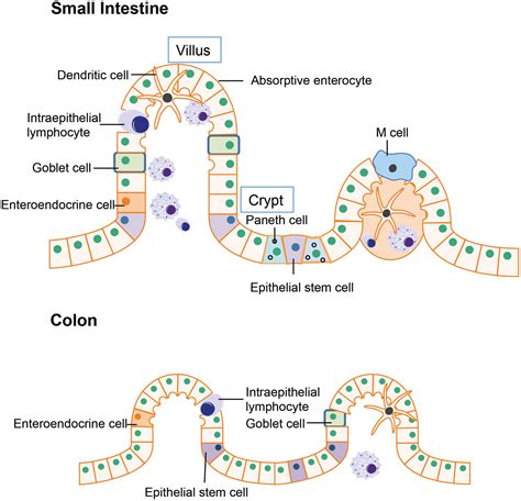 Epithelial Cell Structure