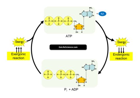 ATP cycle: Structure and role of ATP in biochemical reactions