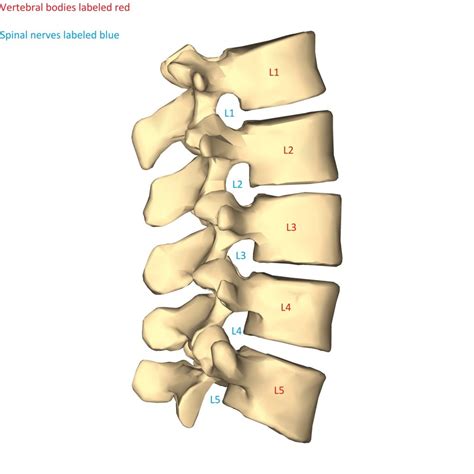 Lumbar Spine Anatomy