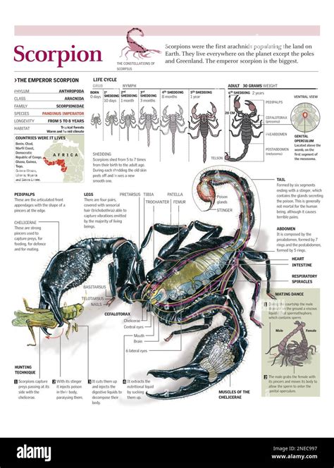 Infographics of the anatomy, life cycle and geographic distribution of the emperor scorpion ...