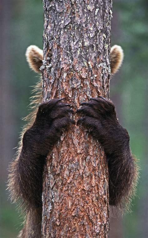 Peekaboo - Photographer Captures Playful Brown Bear Hiding Behind Tree In Finland - Yahoo Sport