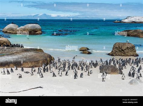 African penguin colony (Spheniscus demersus) on Boulders Beach, Simon's Town,Cape Town, Cape ...