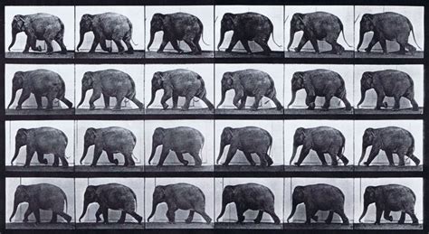 Profile view of elephant walking animation reference using muybridge ...