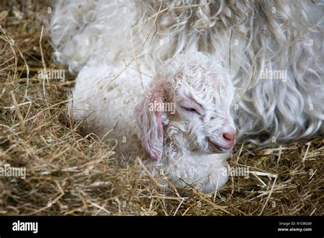 A sleepy, baby angora goat kid on a farm in East Sussex Stock Photo - Alamy