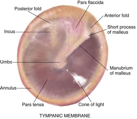 Tympanic Membrane | Audiology student, Audiology, Pediatric nurse practitioner