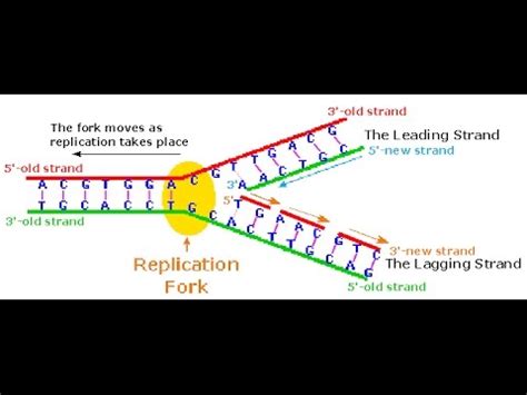 Replication fork, Leading Strand, Lagging Strand,Okazaki Fragment - YouTube