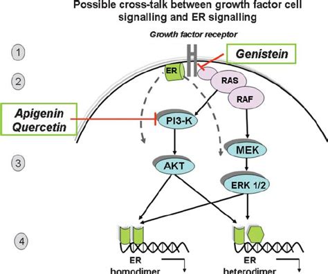 Activation and interaction of oestrogen receptors with cell-signaling... | Download Scientific ...