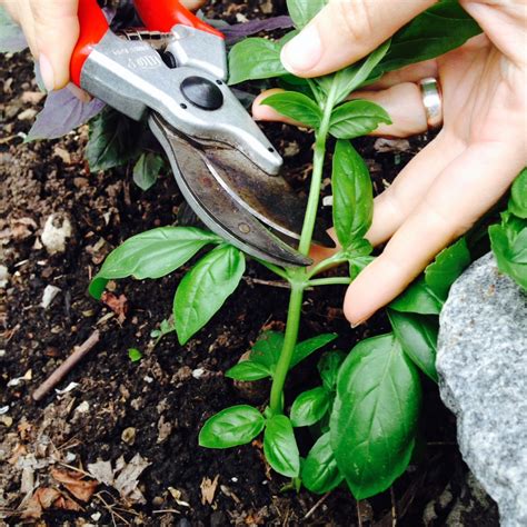 Urban Harvester: Harvesting Herbs - Grow Pittsburgh