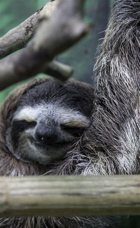 Sloth Sanctuary, Limon, Costa Rica | Sloth, Wildlife animals, Animals