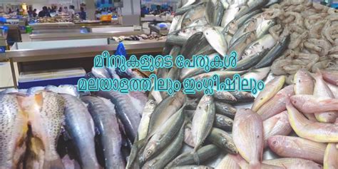 Fish Names – English to Malayalam Translation- മലയാളത്തിൽ - ഇംഗ്ലീഷിലും