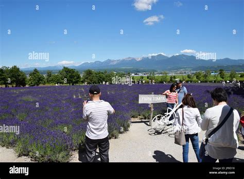 Tourists take pictures of lavender flowers at Farm Tomita in Furano on ...