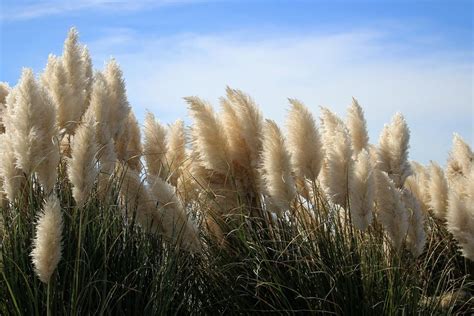 Best drought tolerant ornamental grasses - Dear Plants