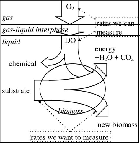 Relationship respiration, substrate utilisation and growth. | Download ...