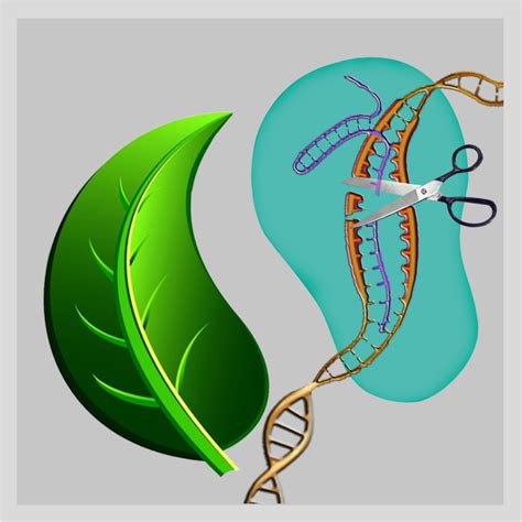 The International Conference Plant Genome Editing & Genome Engineering ...