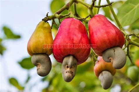 Fresh Cashew Apple Manufacturer in Chennai Tamil Nadu India by Preyadarsini Exports | ID - 2459330