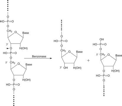 Benzonase | Millipore | Bioz