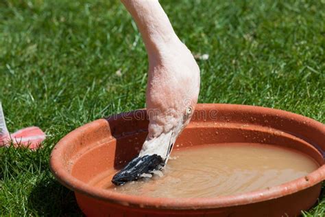 Pink Flamingo Eating stock image. Image of wild, captive - 127486653