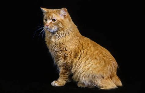 Cymric Cat Breed Information & Characteristics