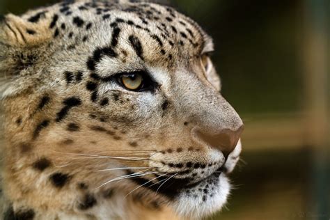 Ladakh | The new male snow leopard at Wilhelma Stuttgart. He… | Flickr