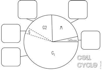 Mitosis and Cell Cycle Graphic Organizer Activities | TpT