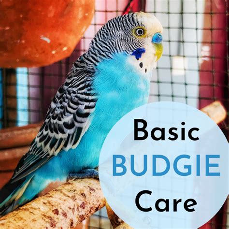 How to Care for Your Pet Budgie - PetHelpful - By fellow animal lovers and experts