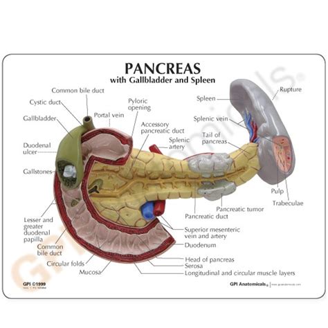 Anatomical Models-Liver, Gallbladder, Pancreas