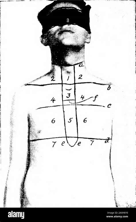 A manual of anatomy . Fig. 165.—Lines and regions of the ventral thoracic and abdominal walls ...