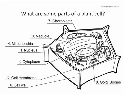 48 Label Plant Cell Worksheet