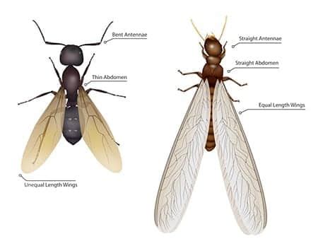 Termite Swarmers | The Difference Between Swarmers & Flying Ants