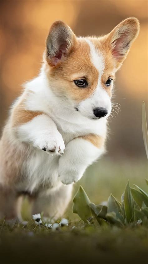 Corgi Puppy Pet Dog 4K Ultra HD Mobile Wallpaper