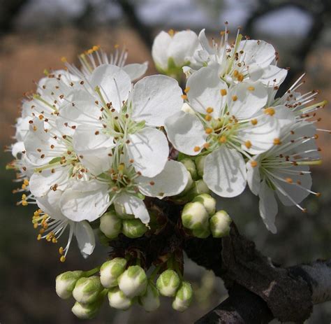 Mexican Plum (flowering) - Womack Nursery