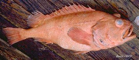 ODFW Finfish Species - Rockfish