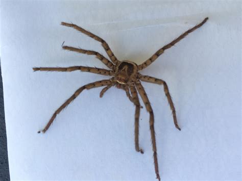 Male Heteropoda venatoria (Huntsman Spider) in Daytona Beach , Florida United States