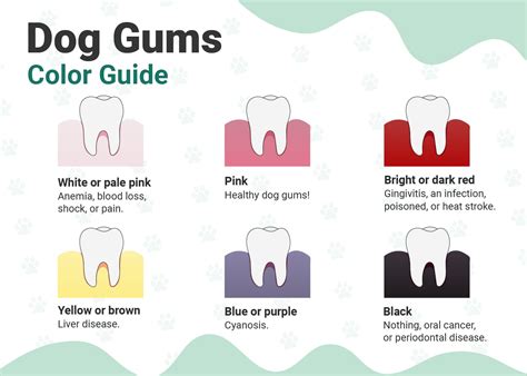 Healthy Dog Gums vs Unhealthy: Color Chart & Vet Approved Facts – Dogster